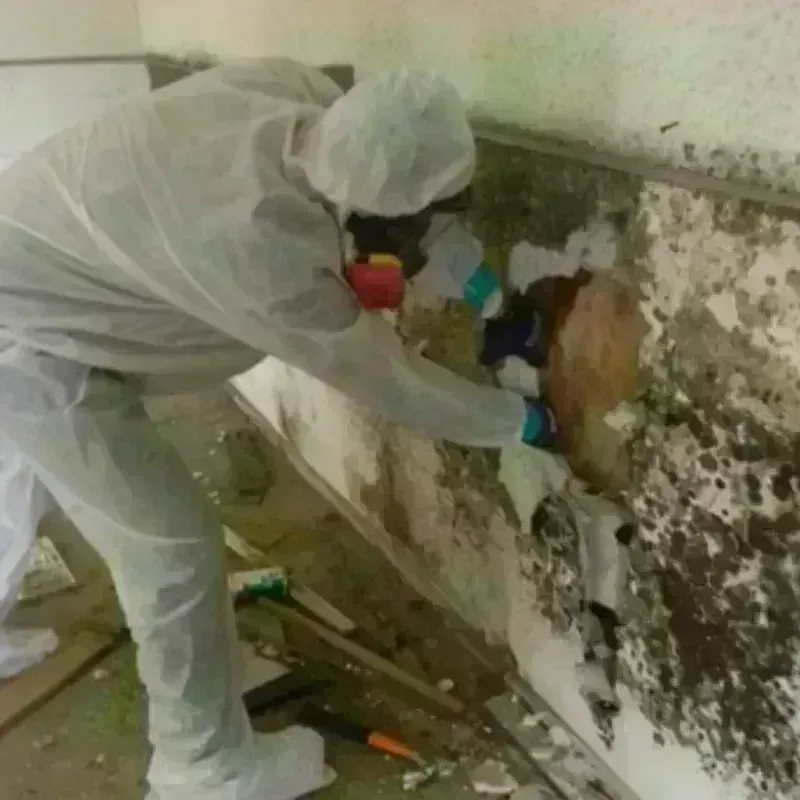 Mold Remediation and Removal in Trenton, IL